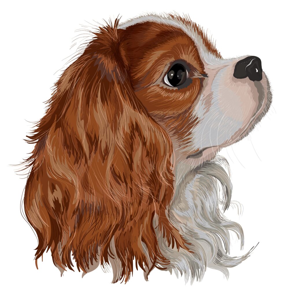 Terms - Cavalier King Charles Spaniel