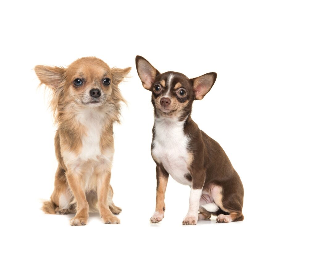 Dog health - chiwawa