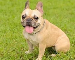 Dog Life - french Bulldog