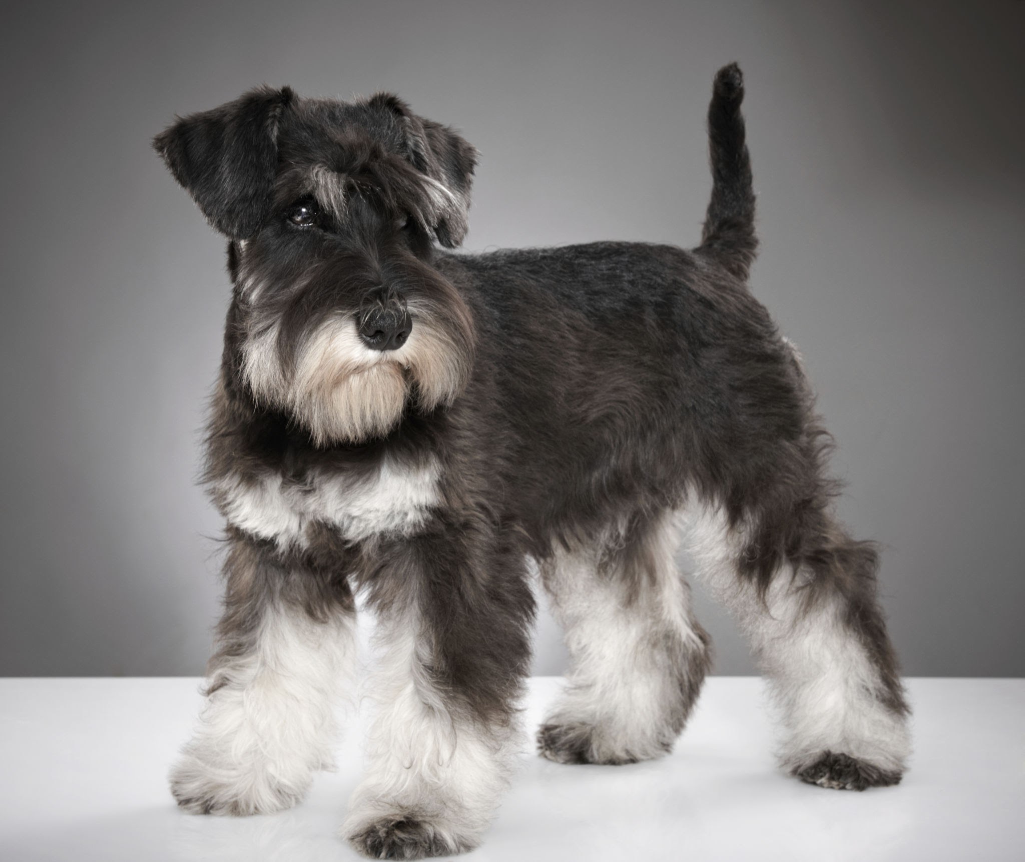 Miniature schnauzer puppy