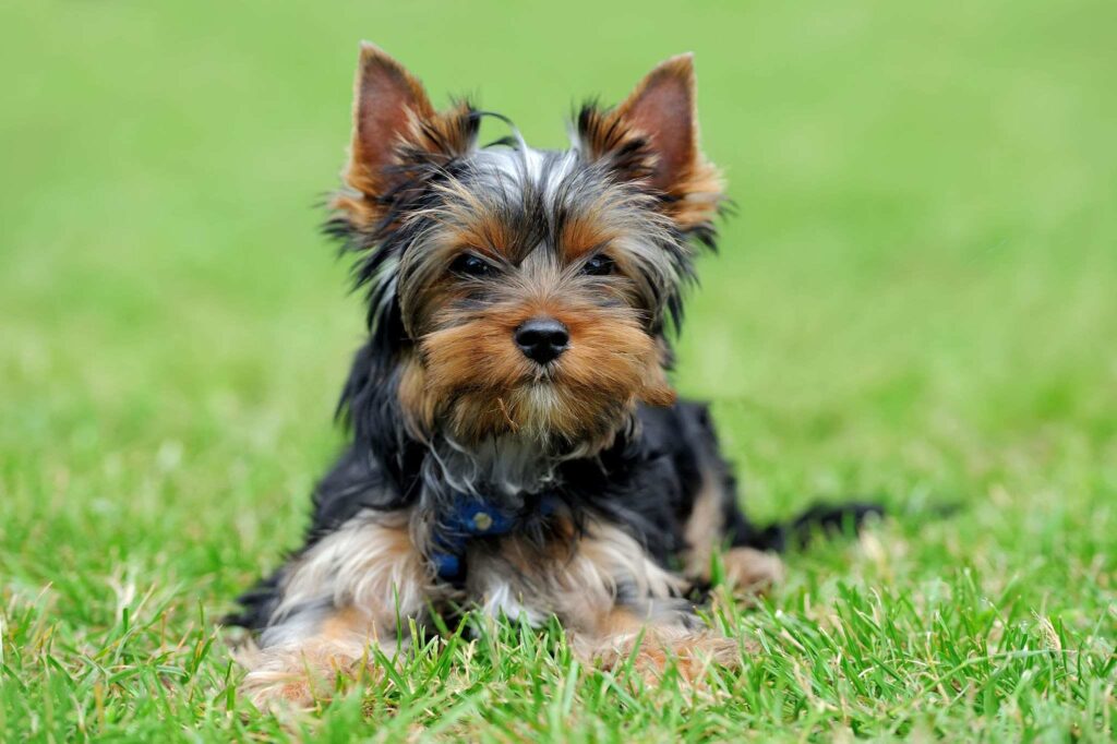 Dog age : Yorkshire Terrier